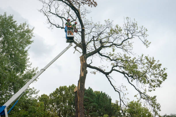 Residential Tree Removal in Pinehurst, ID